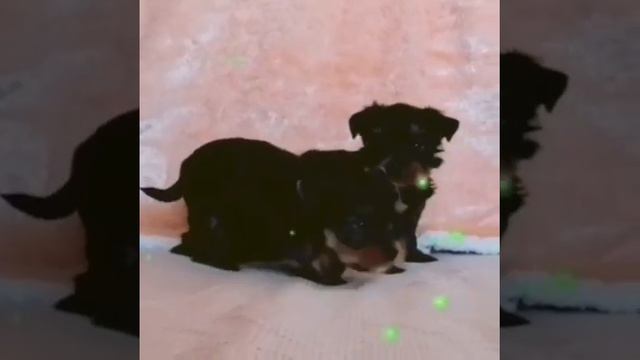 Йорки щенки смотреть онлайн