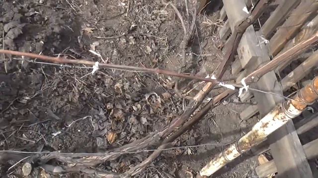 Чем и как я подвязываю виноград смотреть онлайн