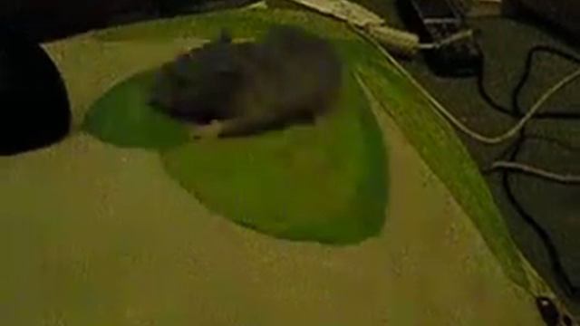 крысёнок Держи Ветер Енот Похититель Снов смотреть онлайн