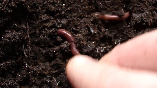 Популяция червей, кормовым субстратом для которых являлся навоз.... смотреть онлайн