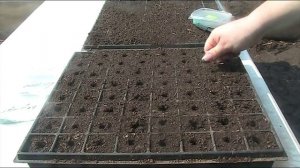 Посев капусты на рассаду 16.04.18 г // Секреты хороших урожаев.