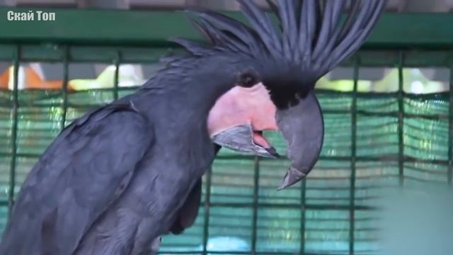 Самые большие ПОПУГАИ в мире! смотреть онлайн