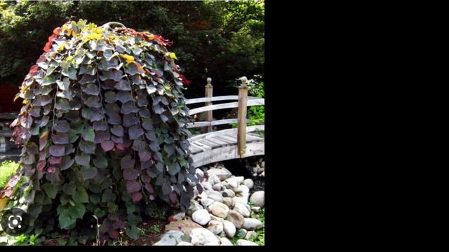 Цертис  канадский выращиваю из семян