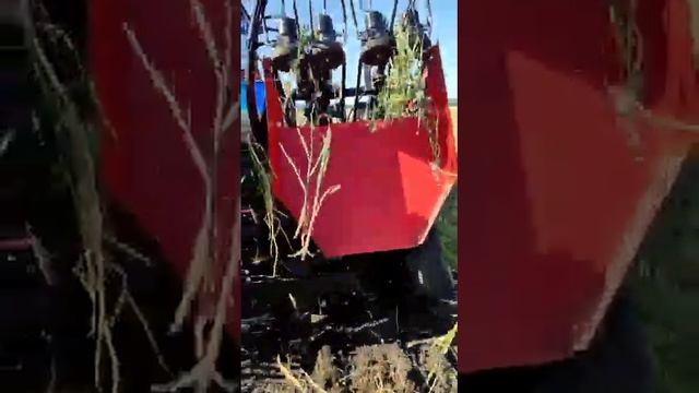 Уборка чеснока сорт Шадейка комбайном Broch в КФХ Игоря Дмитриева смотреть онлайн