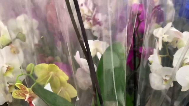 ОРХИДЕИ и другие виды растений в Леруа Мерлен на пр. Испытателей, СПб. смотреть онлайн