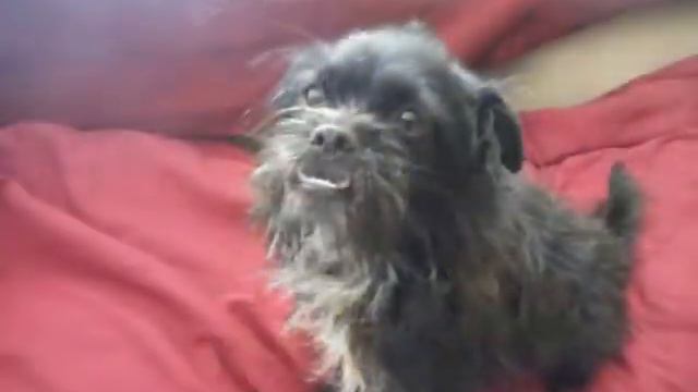 "Petey" Our Affenpinscher/Brussels Griffon смотреть онлайн