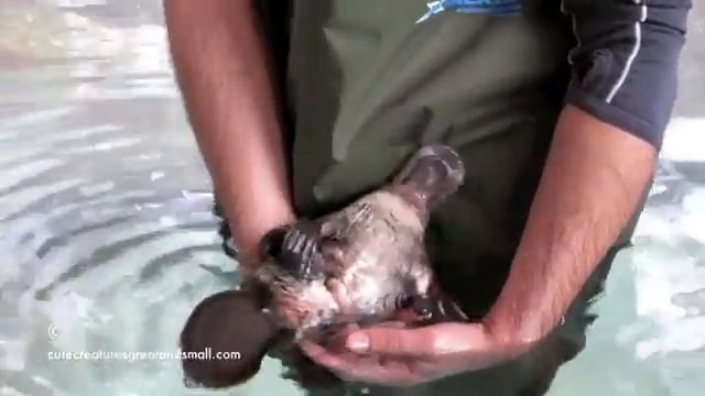 милый сумасшедший утконос