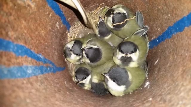 Гнездо с птенцами Синицы смотреть онлайн