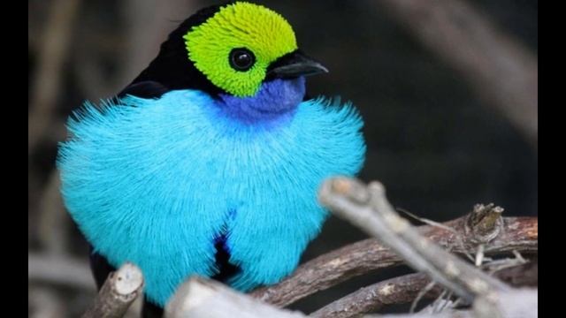 Самые красивые попугаи мира смотреть онлайн