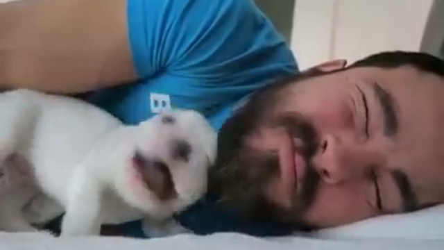 Собака играется с Лицом Хозяина смотреть онлайн