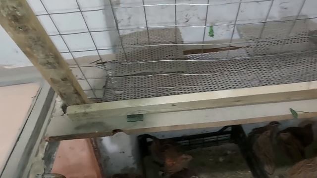 Домашний творог индюшатам. Досеел ещё клевер. смотреть онлайн