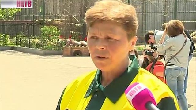 Новорожденные зубр и муфлон в зоопарке "Лимпопо" смотреть онлайн