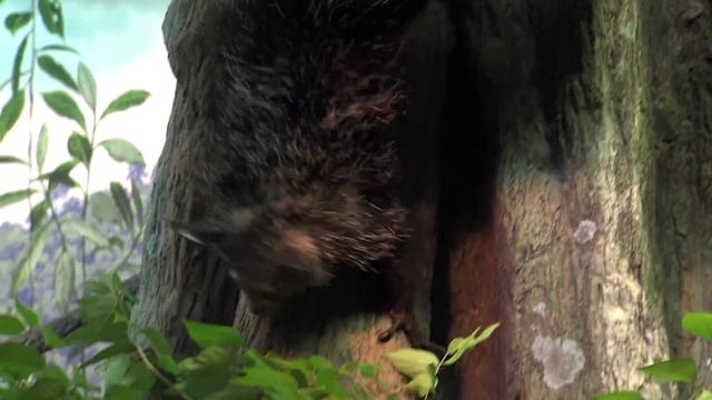 Aye-aye Rare Madagascar Lemur - Cincinnati Zoo