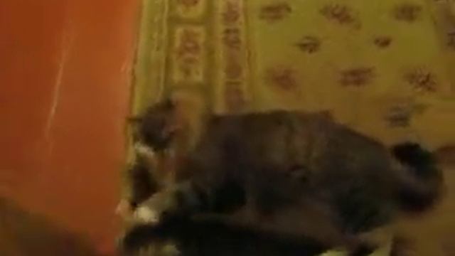 кот и  веник