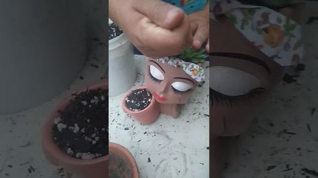 Montando um vaso lindo com a Echeveria Silver star. смотреть онлайн