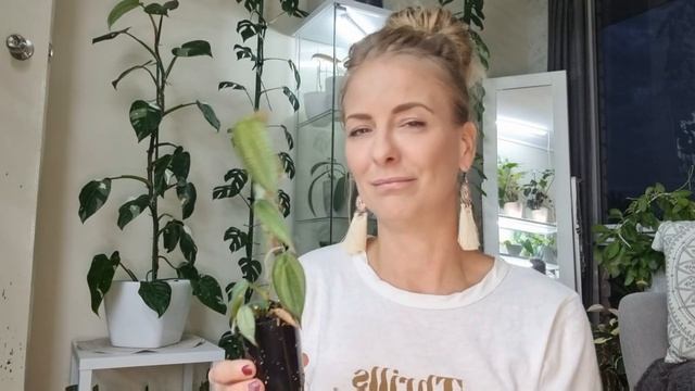 Philodendron 'Burle Marx Fantasy'