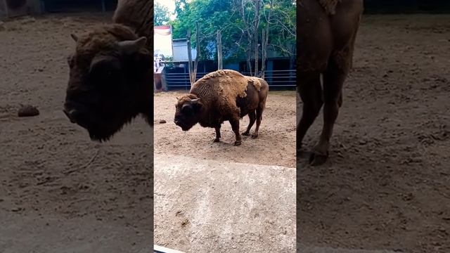 Одесса. Украина. Одесский зоопарк. Путешествия. Природа. Красота. смотреть онлайн