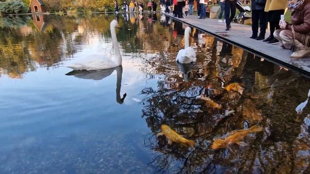 Осенний ботанический сад Алматы. смотреть онлайн