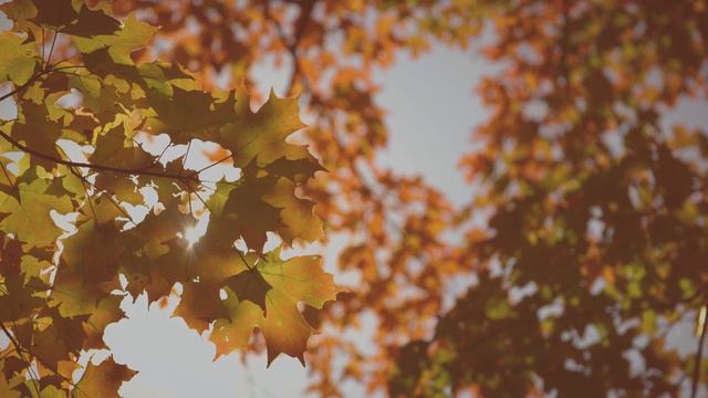 Take a Moment with Sharon Salzberg | Meditation on Emotion смотреть онлайн