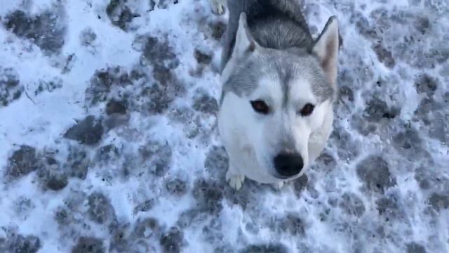 Хаски Онлайн. Husky online (Камера на улице) смотреть онлайн