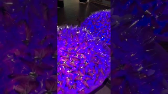 ?Букет из бабочек #букет из бабочек ? смотреть онлайн