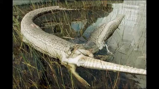 змеи гиганты 2020 смотреть онлайн