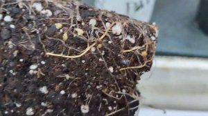 саженцы гортензий из питомника Анабель.17.10.23