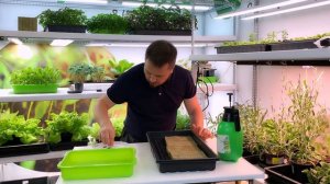 Микрозелень - Щавель. Детальный гайд по выращиванию.