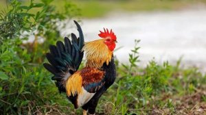 К чему снится ПЕТУХ - видеть петуха во сне - Толкование Снов - сонник