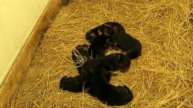 НЕМЕЦКАЯ ОВЧАРКА. В каком ВОЗРАСТЕ покупать ЩЕНКА? смотреть онлайн