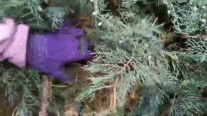 НИВАКИ ИЗ МОЖЖЕВЕЛЬНИКА СВОИМИ РУКАМИ!