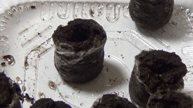 Посев ЭУСТОМЫ в декабрe смотреть онлайн