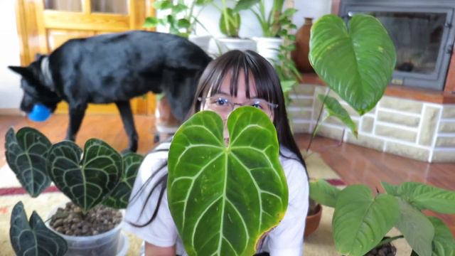 💚 MY ENTIRE ANTHURIUM COLLECTION 💚│ ANTHURIUMS IN LECA смотреть онлайн