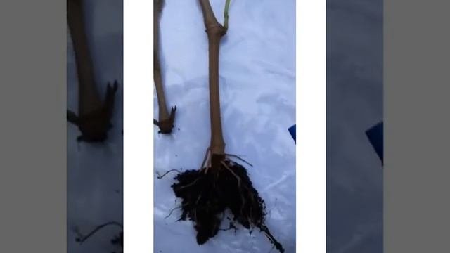 All About Madre Cuttings Nodes,Sizes, Roots, Branch, Leaves and etc. смотреть онлайн