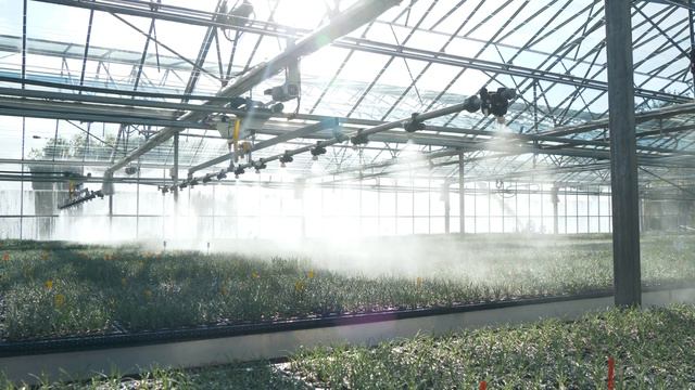 Whetman Plants International смотреть онлайн
