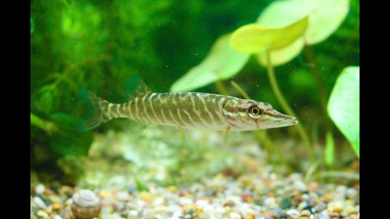 Речные рыбы в аквариуме (1 часть) смотреть онлайн