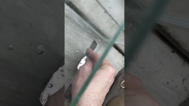 сбор икры у коридораса альбинос