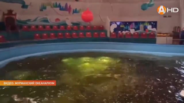 День рождения отметил главная звезда мурманского океанариума смотреть онлайн