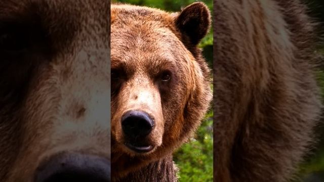 Лис и медведь #прикол #страшно #лиса #животные смотреть онлайн