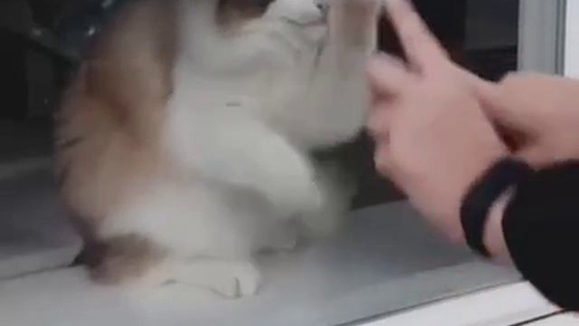 Видео кот смотреть онлайн