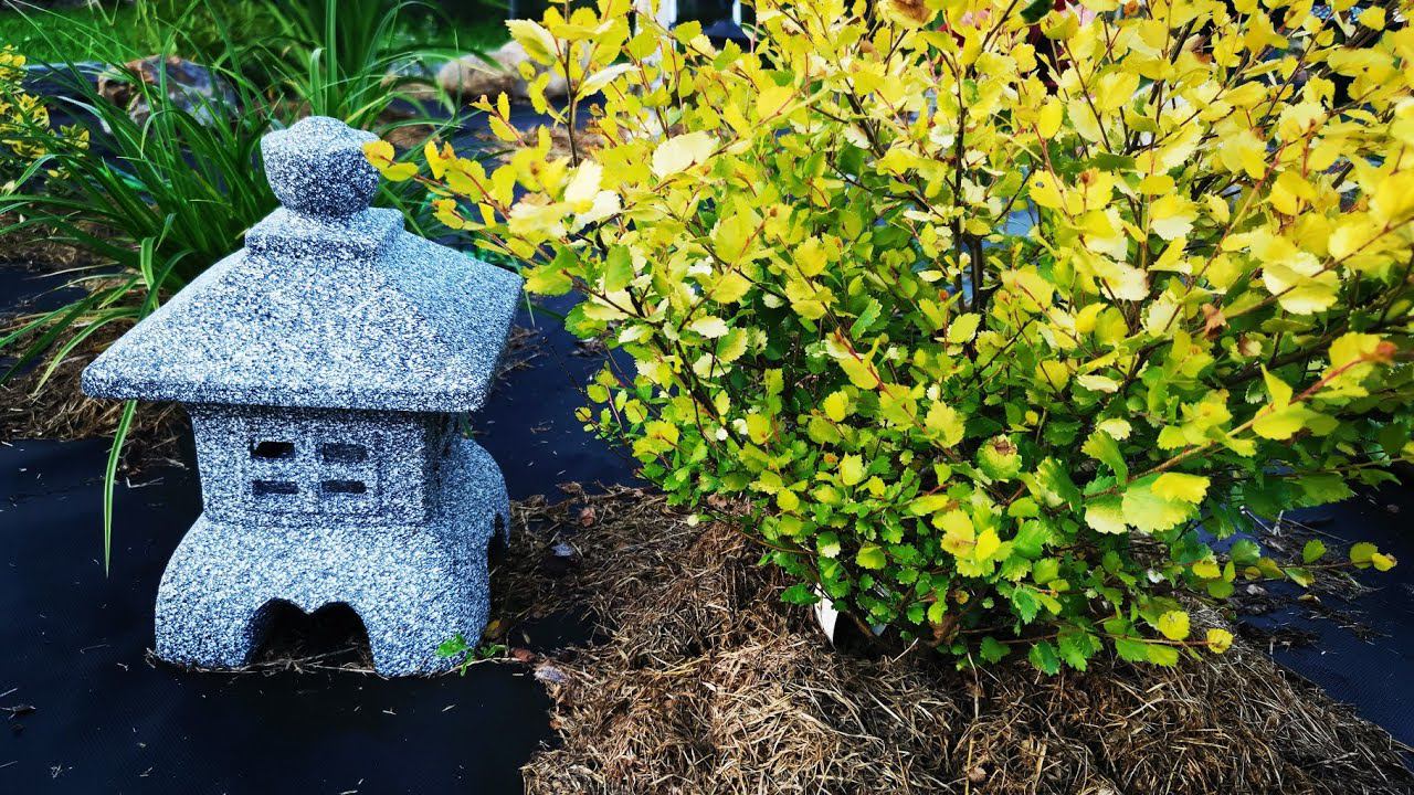 Хвойный сад и не только! Ели_часть7_Июль 2022! смотреть онлайн