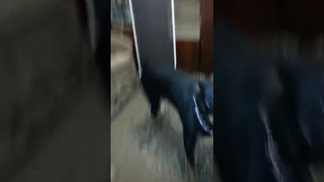 Дресеровка смотреть онлайн