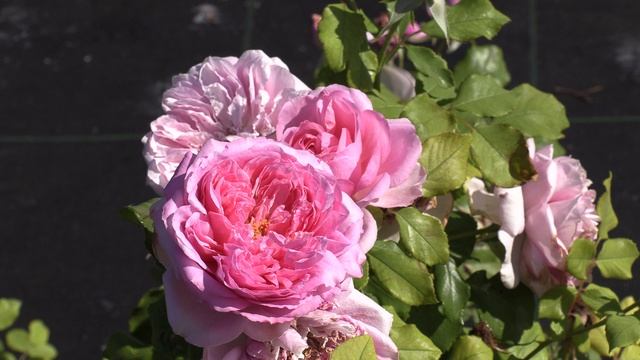 Роза Помпадур  роза флорибунда, Питомник роз Полины Козловой Rozarium.biz