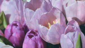 С 8 Марта Маме Музыкальное поздравление .?Видео открытка для мамы.Маму с 8 Марта 2022!