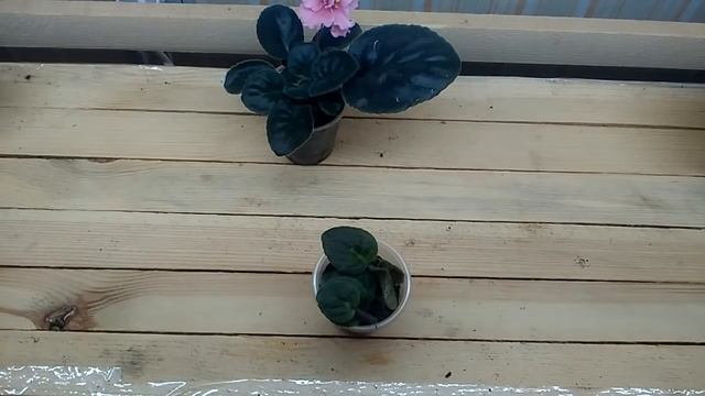 Почему гниют детки фиалки? Фузариоз или сосудистый бактериоз?