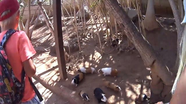 Видео#1 ПАРКИ РАЗВЛЕЧЕНИЙ на Тенерифе (Monkey Park) смотреть онлайн