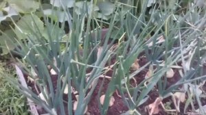 ЛУК ЭКСИБИШЕН от посадки до сбора урожая