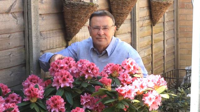 My Rhododendron смотреть онлайн