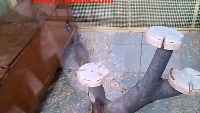 зоопарк носуха и забавные сурикаты смотреть онлайн