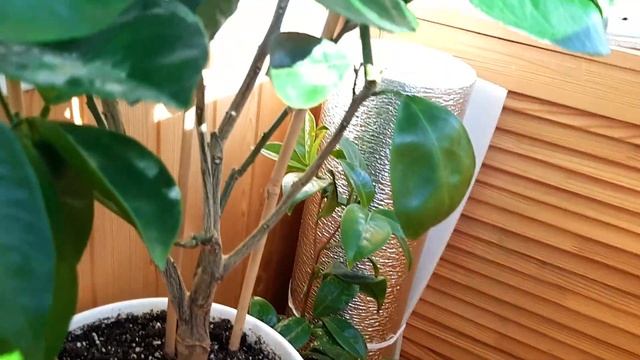 Домашние лимоны на балконе чувствуют весну. Цветет лайм, лимон Пандероза и лимон Меллароза. смотреть онлайн